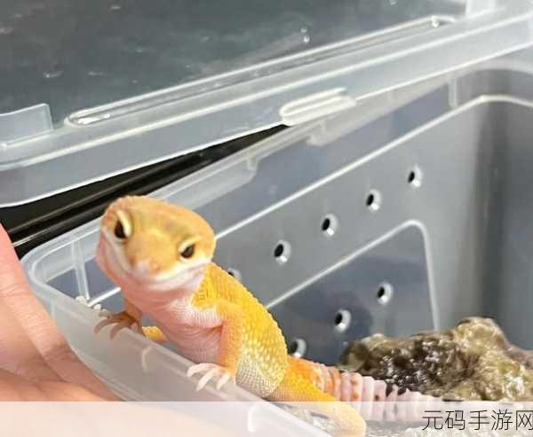 江湖悠悠哼唧哼唧宠物领养全攻略