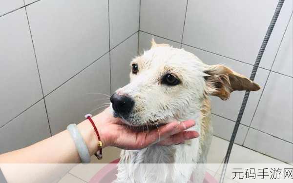 江湖悠悠哼唧哼唧宠物领养全攻略