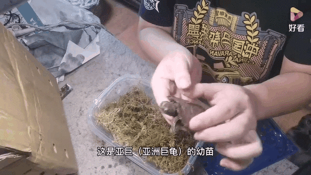 泰拉瑞亚巨龟宝藏揭秘,探秘巨龟掉落物,寻宝之旅精彩启程!