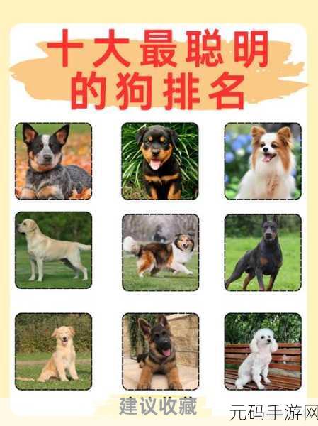 伊洛纳黑星宠物排行榜深度解析，顶级宠物的荣耀与选择策略