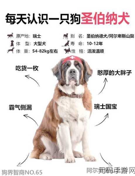 伊洛纳黑星宠物排行榜深度解析,顶级宠物的荣耀与选择策略